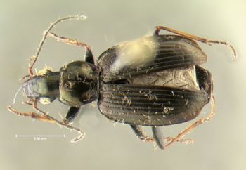 Media type: image;   Entomology 626657 Aspect: habitus dorsal view